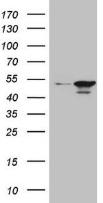 HMG20A Antibody in Western Blot (WB)