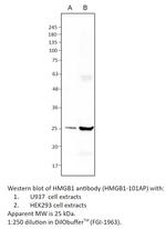 HMGB1 Polyclonal Antibody