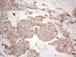 HMGB4 Antibody in Immunohistochemistry (Paraffin) (IHC (P))