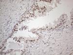 HMGB4 Antibody in Immunohistochemistry (Paraffin) (IHC (P))