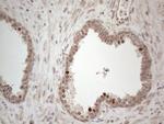HMGB4 Antibody in Immunohistochemistry (Paraffin) (IHC (P))