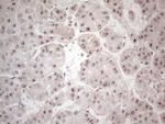 HMGB4 Antibody in Immunohistochemistry (Paraffin) (IHC (P))