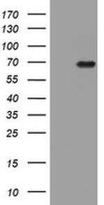 HMGXB4 Antibody in Western Blot (WB)