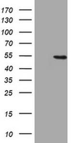 HMGXB4 Antibody in Western Blot (WB)