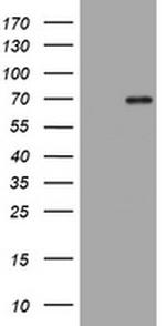 HMGXB4 Antibody in Western Blot (WB)