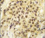 MYST1 Antibody in Immunohistochemistry (IHC)