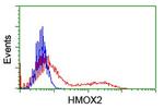 HMOX2 Antibody in Flow Cytometry (Flow)