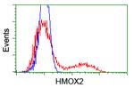 HMOX2 Antibody in Flow Cytometry (Flow)