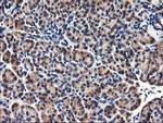 HMOX2 Antibody in Immunohistochemistry (Paraffin) (IHC (P))