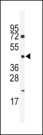 HNF4G Antibody in Western Blot (WB)