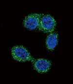 HNMT Antibody in Immunocytochemistry (ICC/IF)