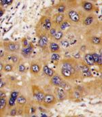 HNMT Antibody in Immunohistochemistry (IHC)
