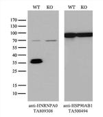 HNRNPA0 Antibody in Western Blot (WB)