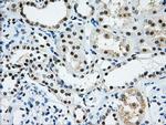 HNRNPF Antibody in Immunohistochemistry (Paraffin) (IHC (P))