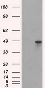 HNRNPF Antibody in Western Blot (WB)