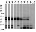 HNRNPF Antibody in Western Blot (WB)
