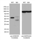HNRNPF Antibody in Western Blot (WB)