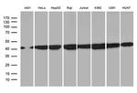 HNRNPH1 Antibody in Western Blot (WB)