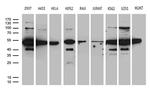 HNRNPH1 Antibody in Western Blot (WB)