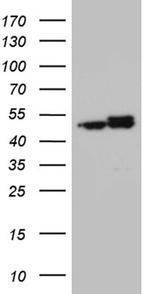 HNRNPH1 Antibody in Western Blot (WB)