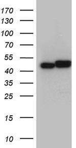 HNRNPH1 Antibody in Western Blot (WB)