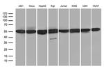 HNRNPH1 Antibody in Western Blot (WB)