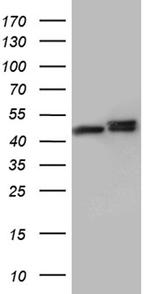 HNRNPH1 Antibody in Western Blot (WB)