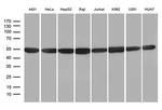 HNRNPH1 Antibody in Western Blot (WB)