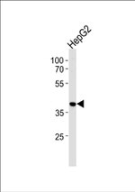 hnRNP AB Antibody in Western Blot (WB)