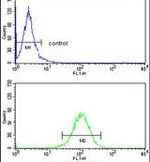 HOMER1 Antibody in Flow Cytometry (Flow)