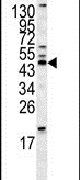 HOMER1 Antibody in Western Blot (WB)