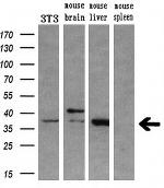 HOXC11 Antibody in Western Blot (WB)