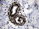 HOXC4 Antibody in Immunohistochemistry (Paraffin) (IHC (P))