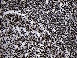 HOXC4 Antibody in Immunohistochemistry (Paraffin) (IHC (P))