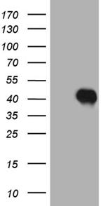 HOXC4 Antibody in Western Blot (WB)