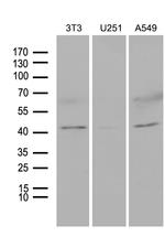 HOXC4 Antibody in Western Blot (WB)