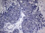 HOXD4 Antibody in Immunohistochemistry (Paraffin) (IHC (P))