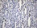 HOXD8 Antibody in Immunohistochemistry (Paraffin) (IHC (P))