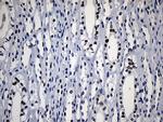 HOXD8 Antibody in Immunohistochemistry (Paraffin) (IHC (P))