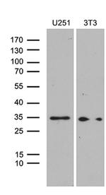 HOXD9 Antibody in Western Blot (WB)