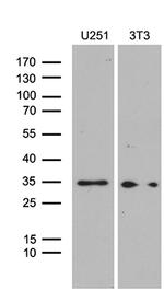 HOXD9 Antibody in Western Blot (WB)