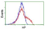 HP Antibody in Flow Cytometry (Flow)