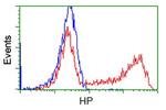 HP Antibody in Flow Cytometry (Flow)