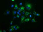 HP Antibody in Immunocytochemistry (ICC/IF)