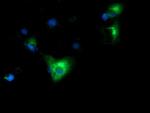 HP Antibody in Immunocytochemistry (ICC/IF)