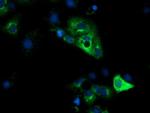 HP Antibody in Immunocytochemistry (ICC/IF)