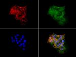 HP Antibody in Immunocytochemistry (ICC/IF)