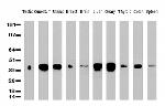 HP Antibody in Western Blot (WB)
