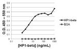 HP1 beta Antibody in ELISA (ELISA)