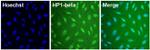 HP1 beta Antibody in Immunocytochemistry (ICC/IF)